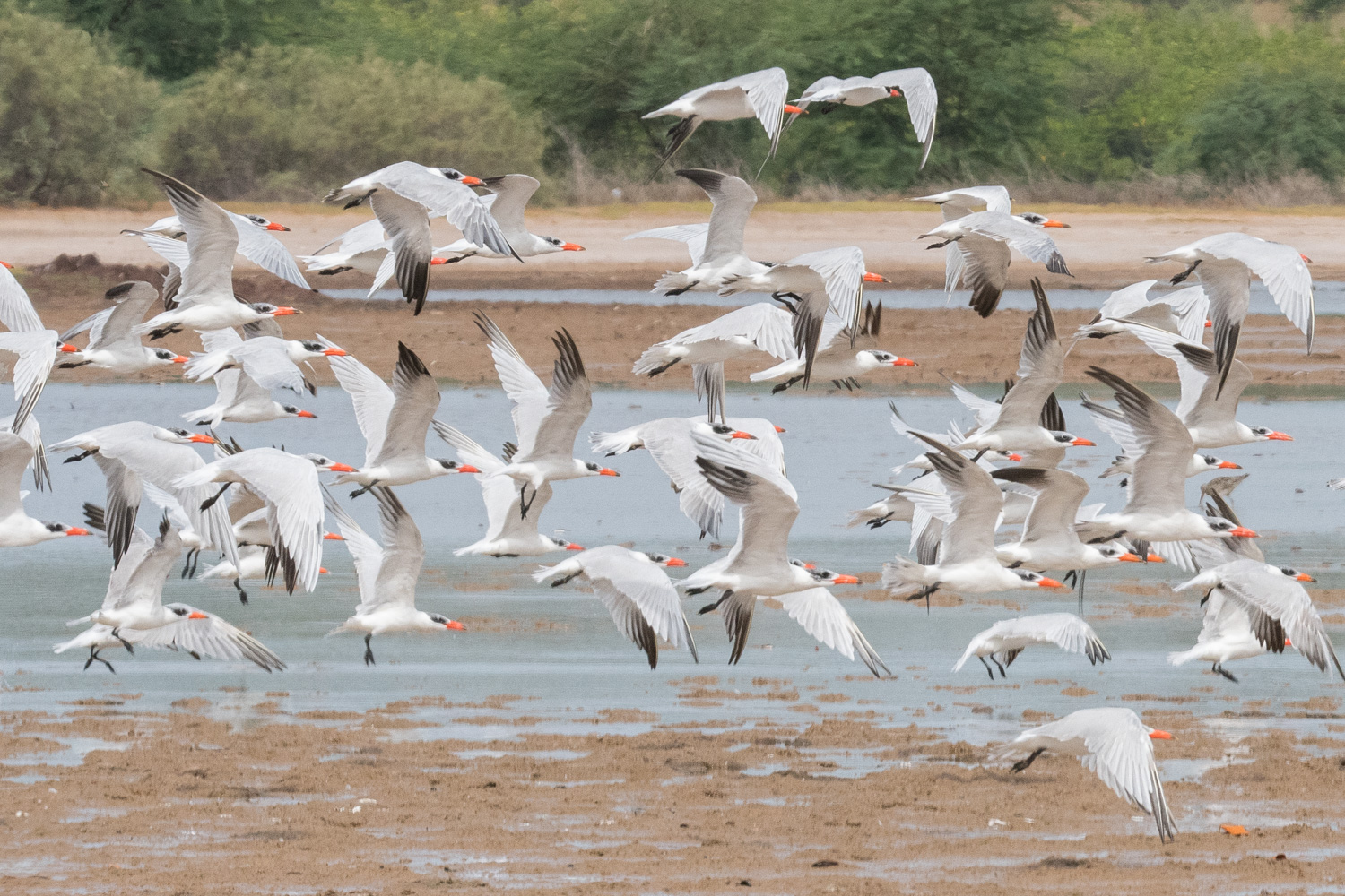 Sternes Caspiennes (Caspian Terns, Hydroprogne Caspia), en plumage internuptial, envol d'un groupe important, Réserve Naturelle d'intérêt Communautaire de La Somone.